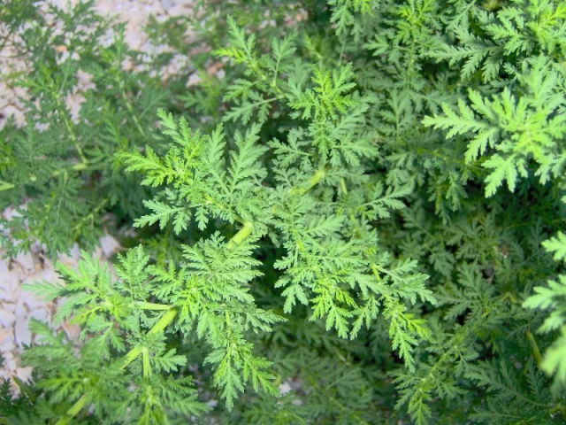 revenu de base -  Covid-Organics  à base d' Armoise annuelle -Artemisia annua ! A-77